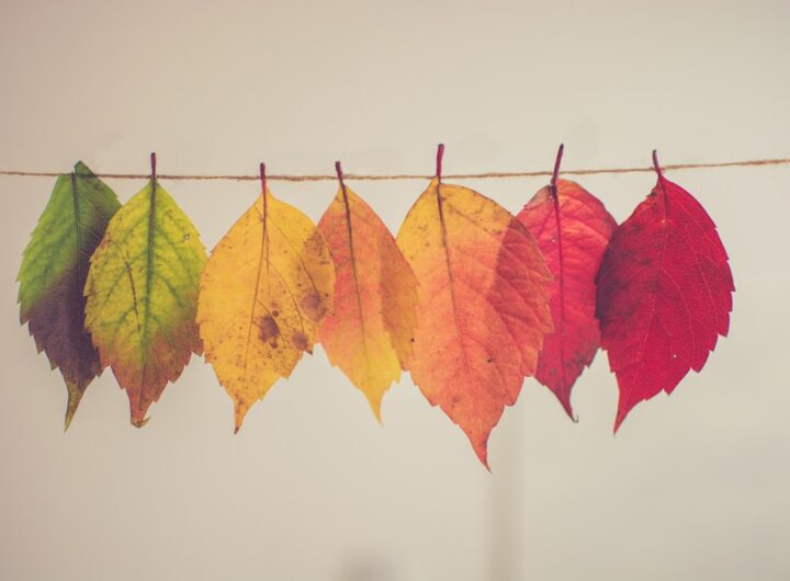 Photo Newsletter design