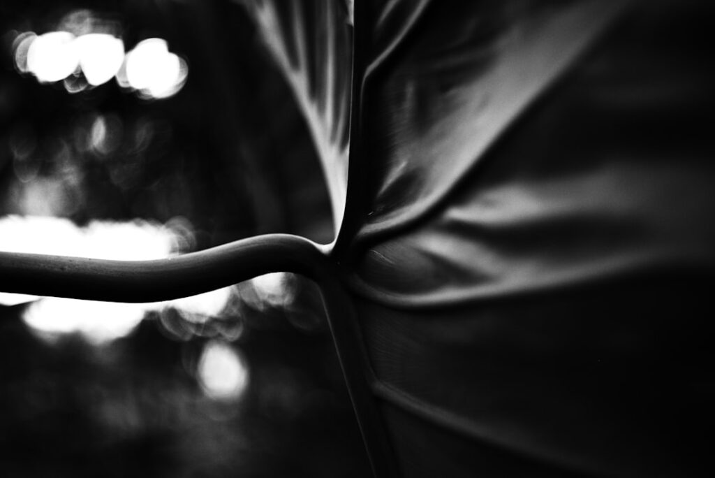 Photo Mystery and desire