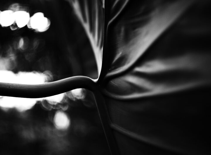 Photo Mystery and desire