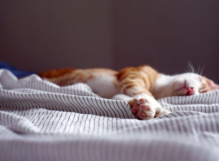 Photo Napping schedule