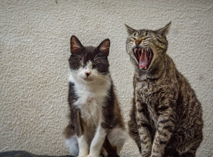 Photo Anger management