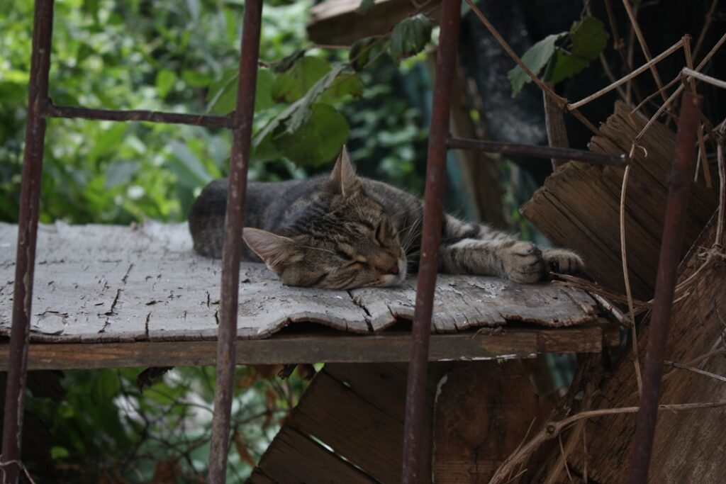 Photo Sleeping position