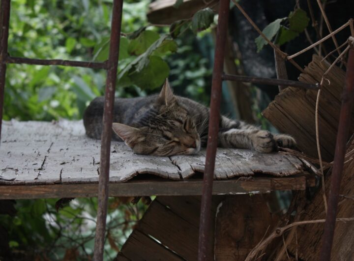 Photo Sleeping position