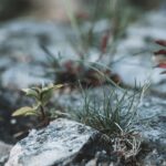 Photo resilience