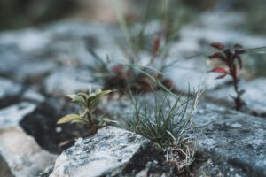 Photo resilience