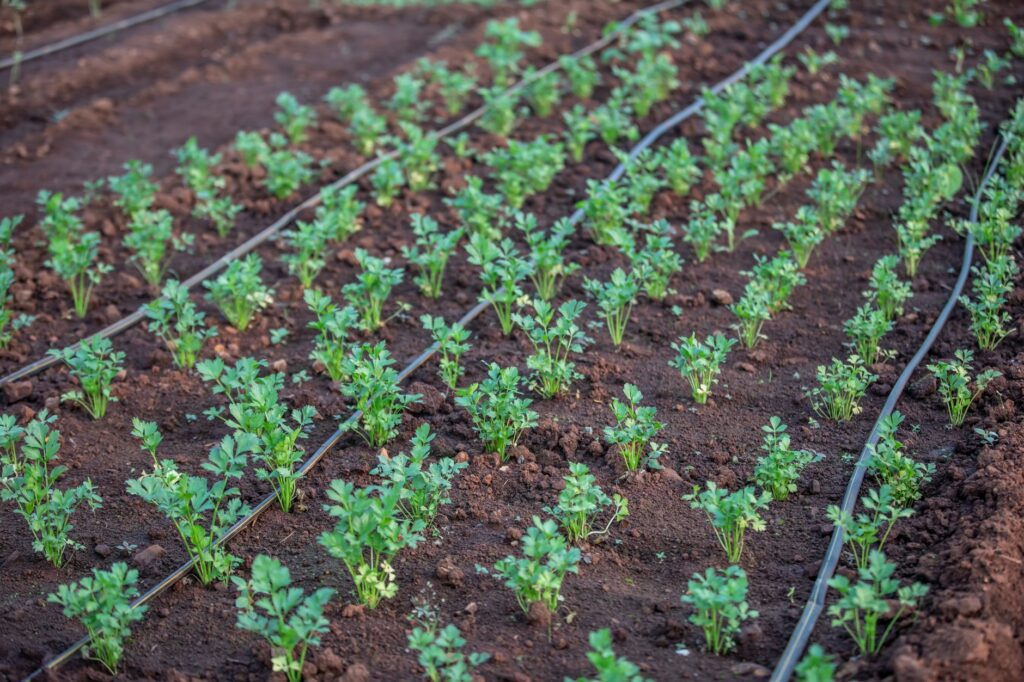 Rânduri de legume într-un câmp, cu tuburi de irigare prin picurare întinse de-a lungul plantelor