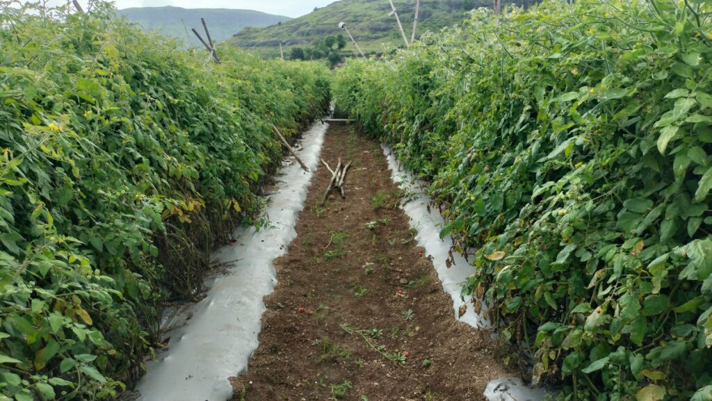 Tarabă cu legume proaspete la o piață de producători, cu lădițe de roșii, ardei și verdețuri